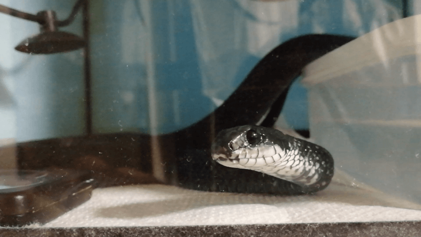 食事前のカラスヘビ