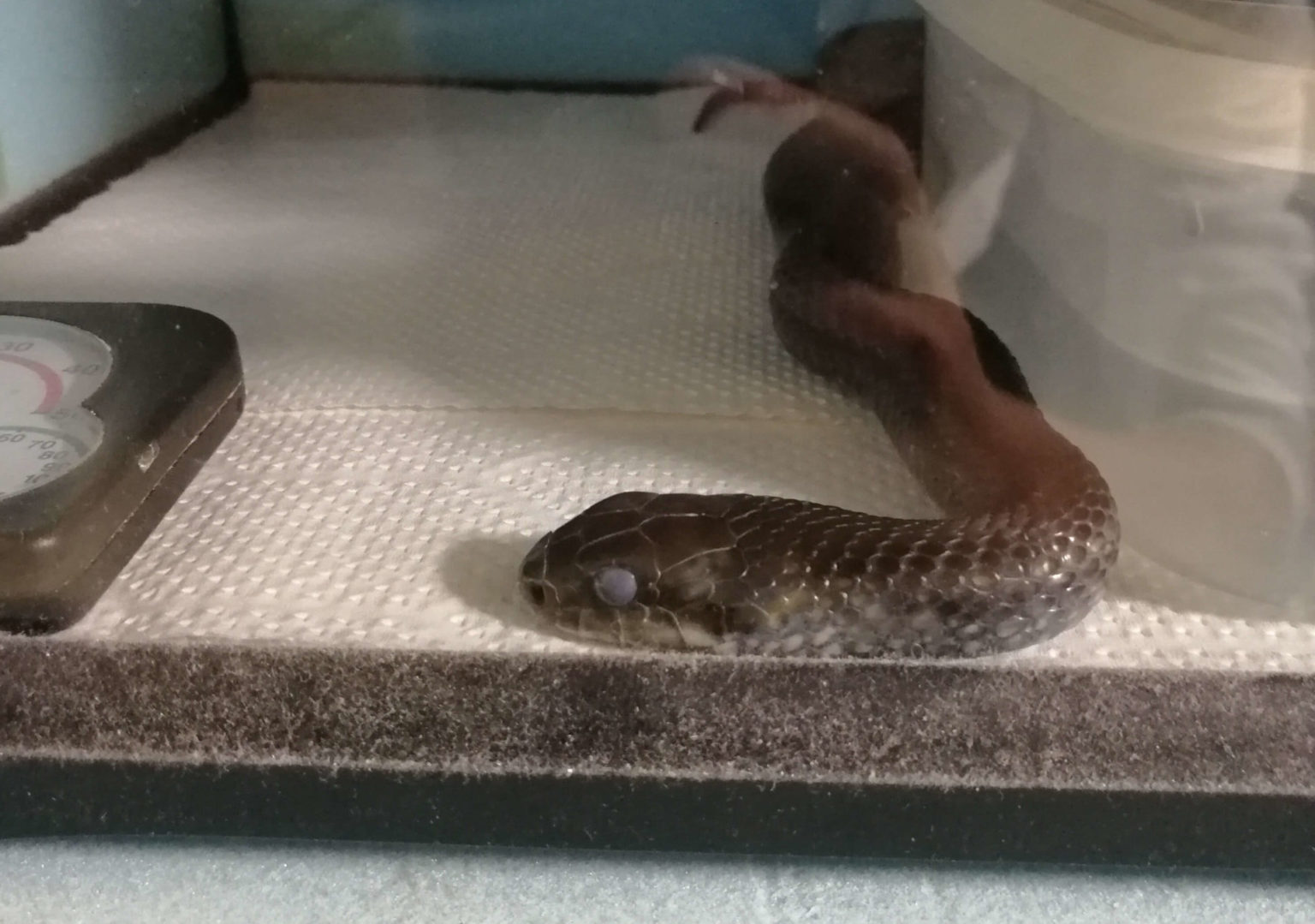 脱皮前のカラスヘビ