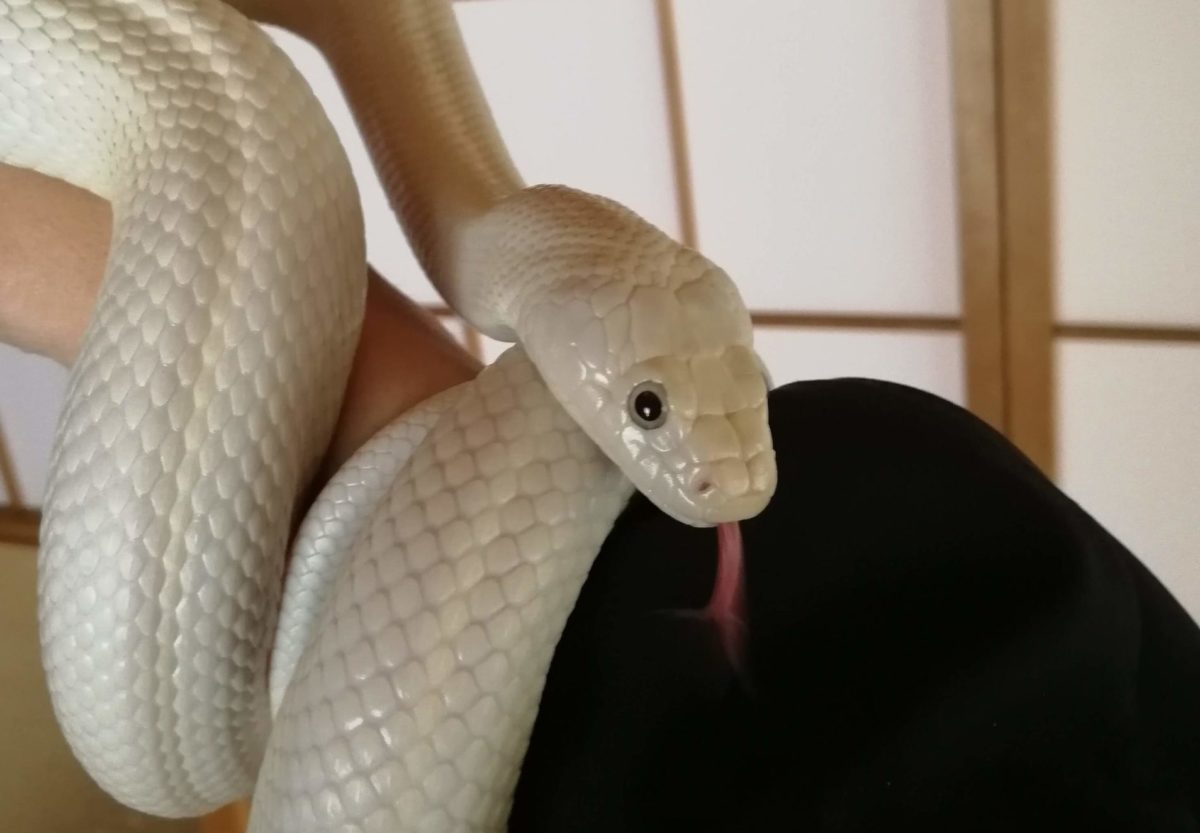 我が家のテキサスラットスネーク うどん の飼育環境 つかずはなれず爬虫類