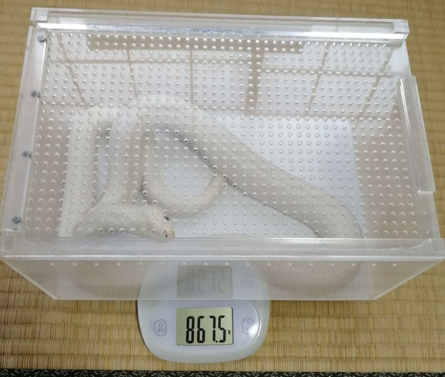 ヘビの体重測定