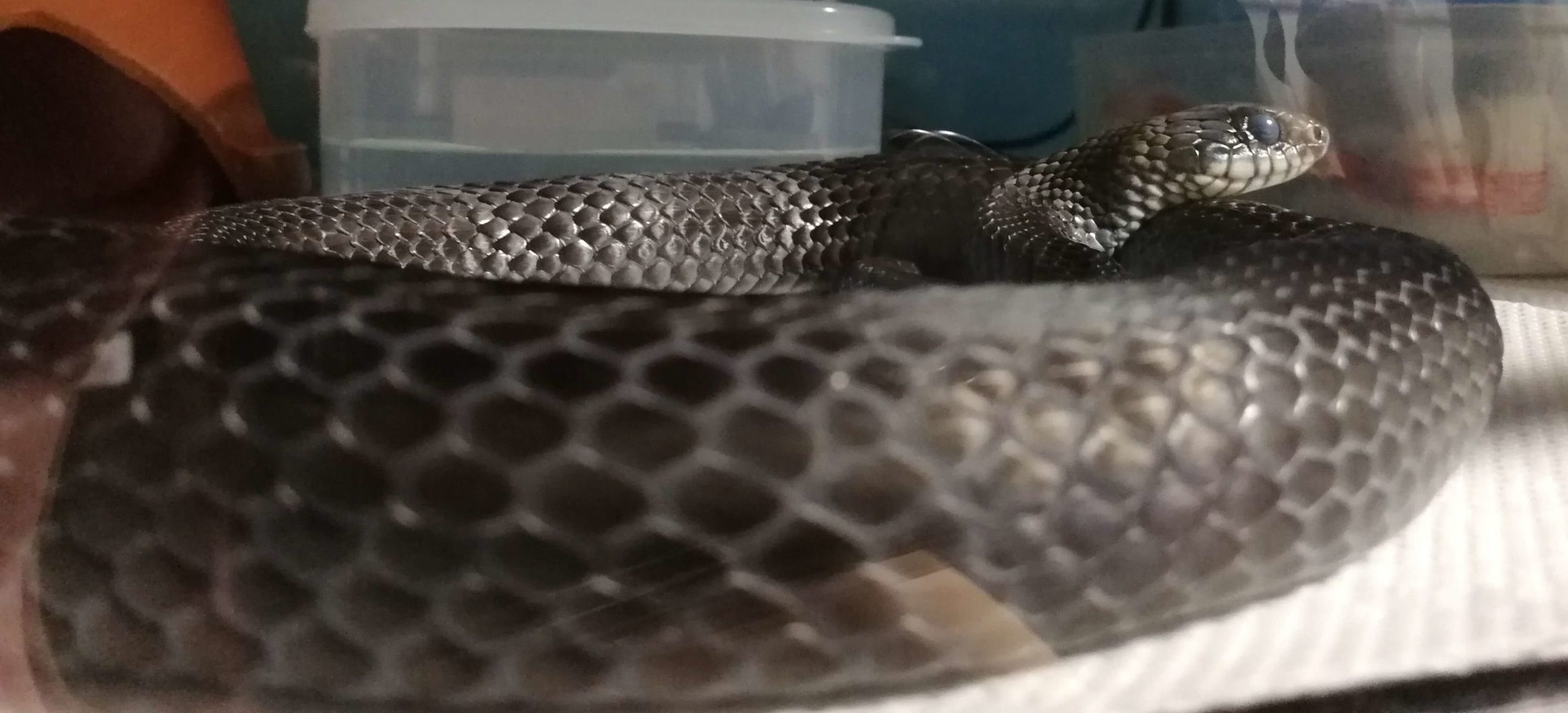 脱皮前のカラスヘビ